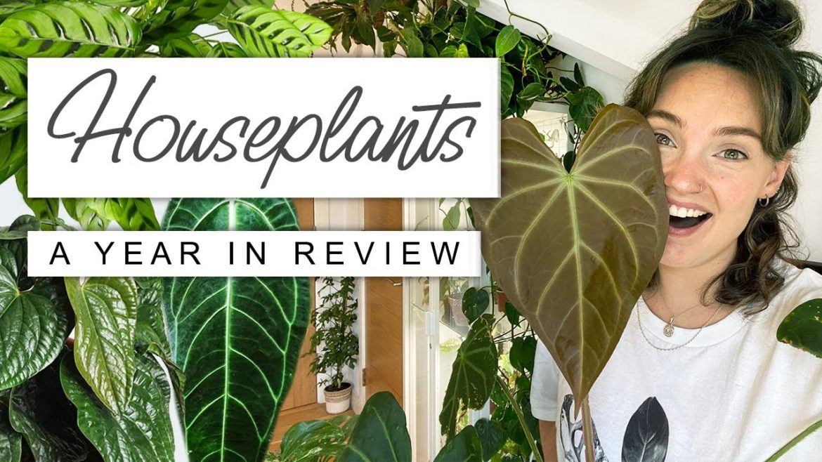 A Planty Year In Review 🌱 WHERE ARE THEY NOW? Best Houseplants This Year Reaction A Planty Year In Review 🌱 WHERE ARE THEY NOW? Best Houseplants This Year Reaction
