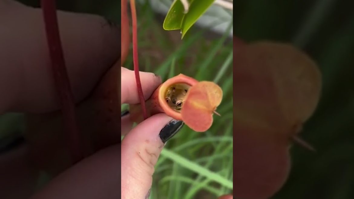 Surprise Frogs Sitting Inside Plants! #Shorts #Frogs Surprise Frogs Sitting Inside Plants! #Shorts #Frogs