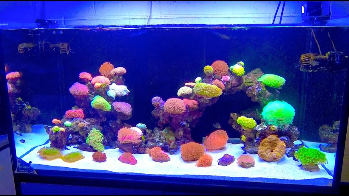 TANK TOURS EP.5: The Ultimate Goni Garden (Waterbox 165.4)