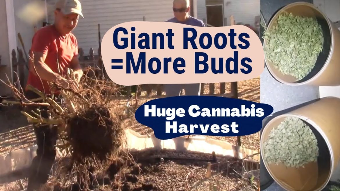 Giant Cannabis Roots = More Flowers + Drying & Curing with Master Grower TD Giant Cannabis Roots = More Flowers + Drying & Curing with Master Grower TD