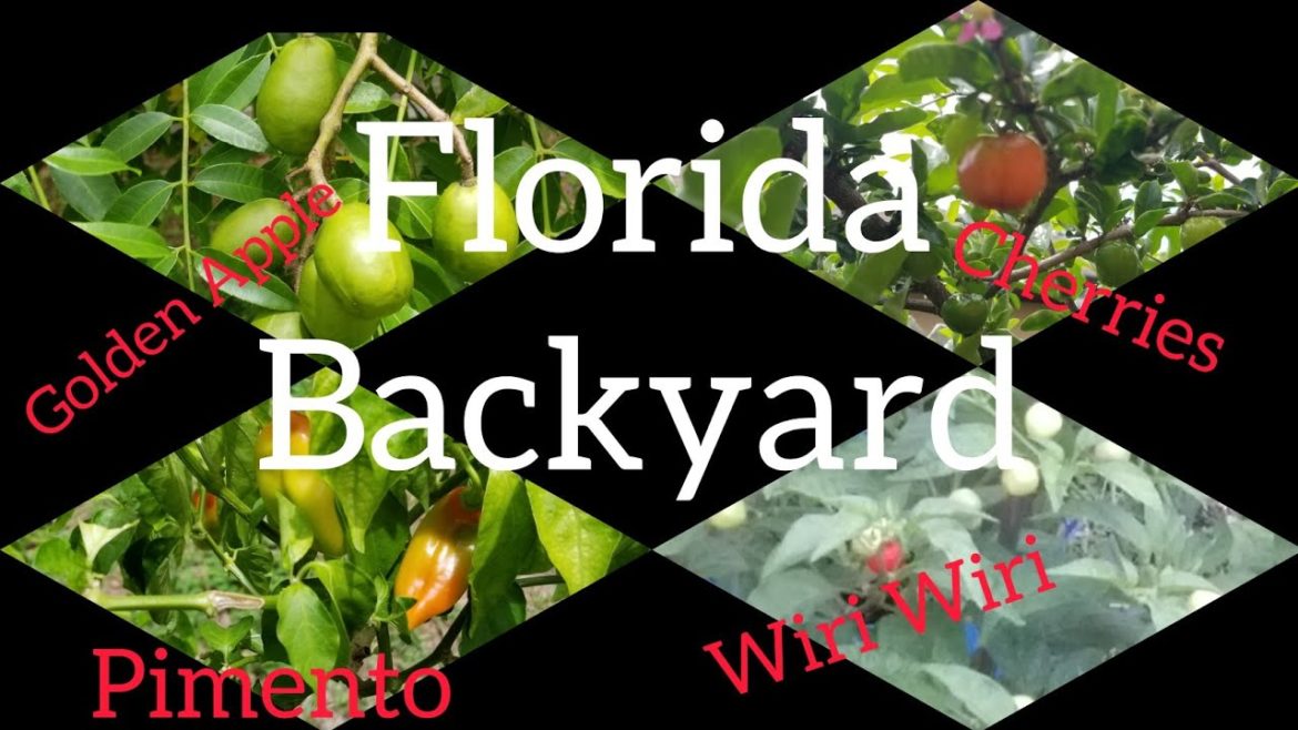 FLORIDA BACKYARD GARDEN TOUR π¬πΎπΉπΉπΊπΈ FLORIDA BACKYARD GARDEN TOUR π¬πΎπΉπΉπΊπΈ