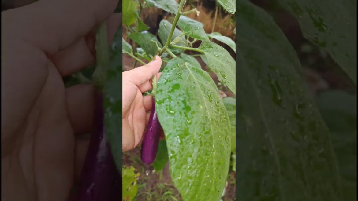 A Very Small Kitchen Garden At Homeπππ #epicfamily #shorts #kitchengarden #vegetables A Very Small Kitchen Garden At Homeπππ #epicfamily #shorts #kitchengarden #vegetables