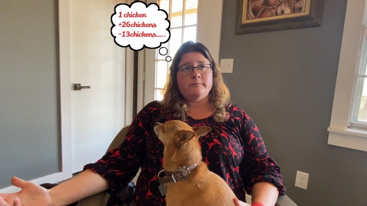 My best chicken advice on chicken math