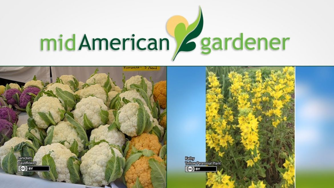 Mid-American Gardener – September 20, 2018 Mid-American Gardener - September 20, 2018
