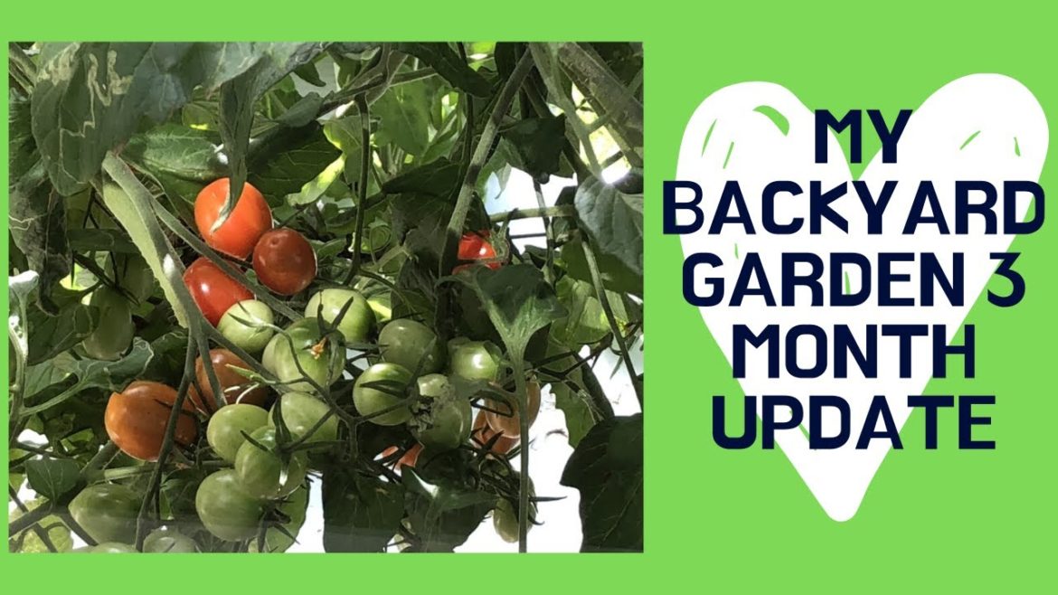 My Backyard Garden 3 Month Update - Garden Tour, Container Gardening, Urban Gardening