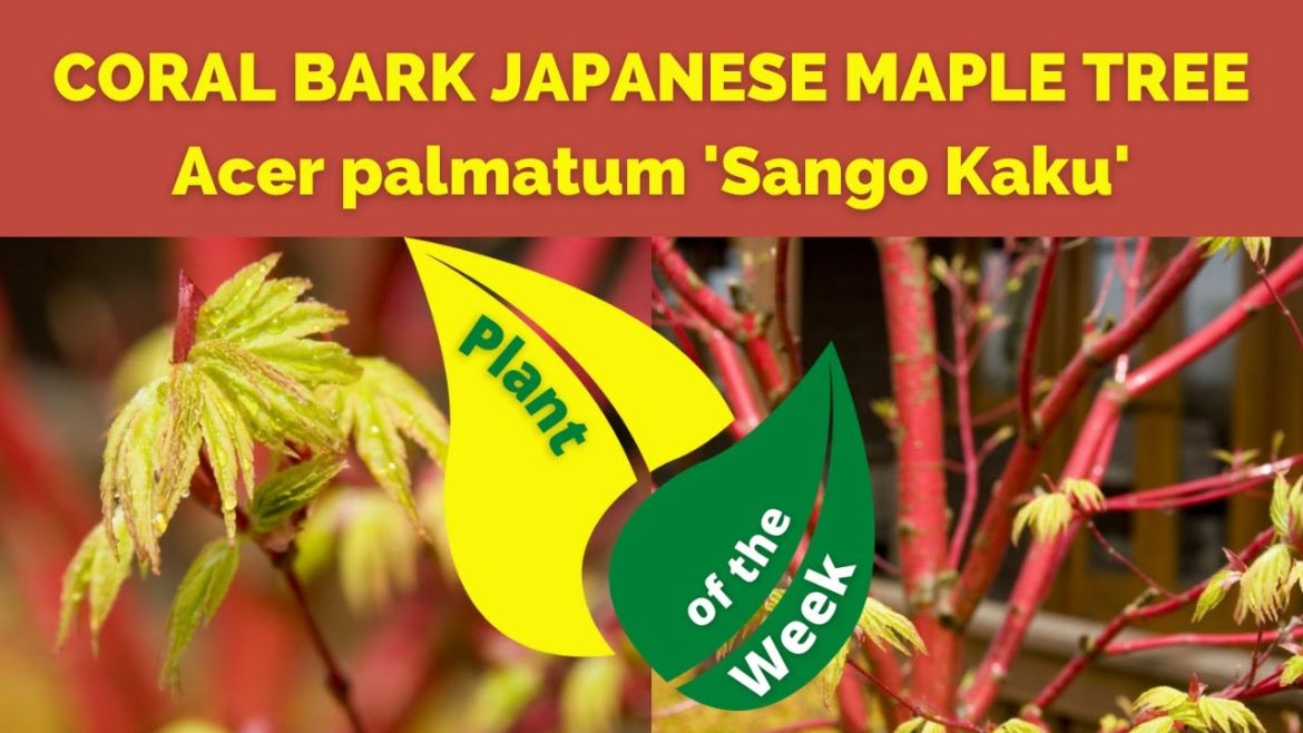 CORAL BARK JAPANESE MAPLE TREE | Acer palmatum 'Sango Kaku'