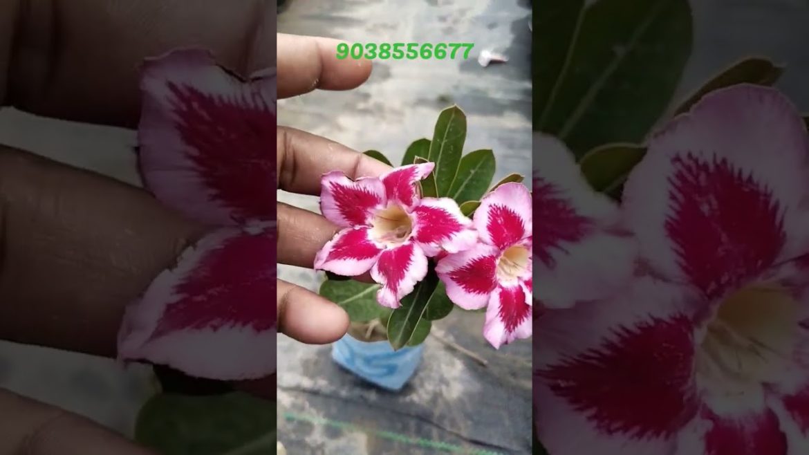 Adenium plant 1 ft size Grafted plant online sale 9038556677 Adenium plant 1 ft size Grafted plant online sale 9038556677