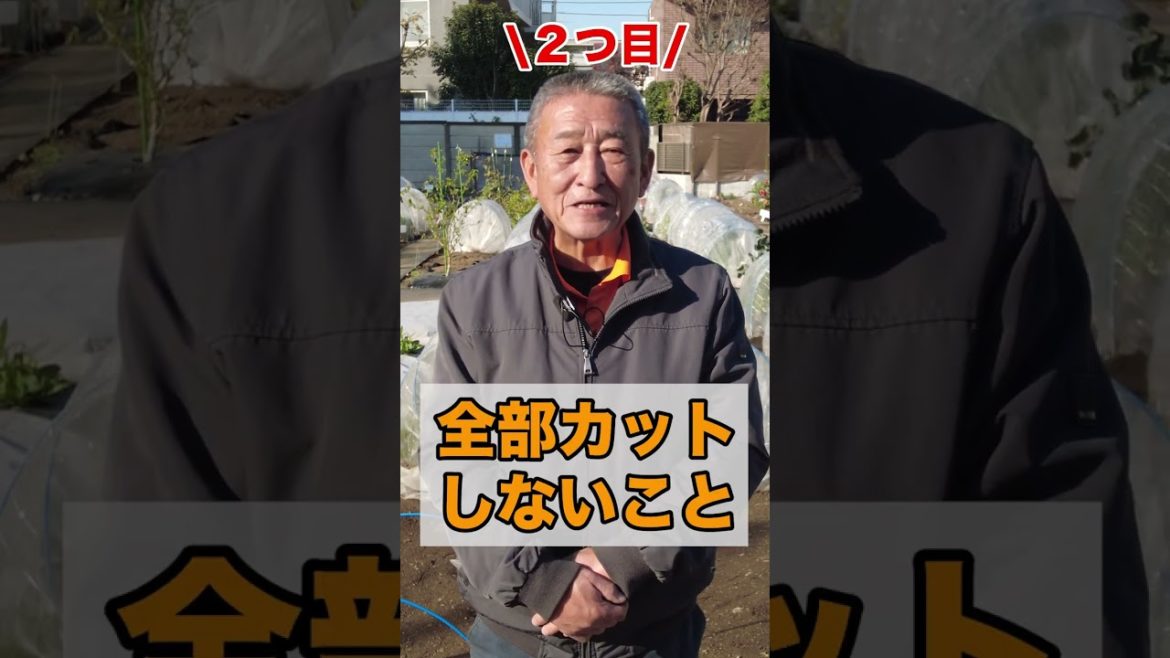 家庭菜園や農園のネギ栽培で冬に何度も収穫する方法！#shorts /Tips for keeping the yield of green onions for a long time.