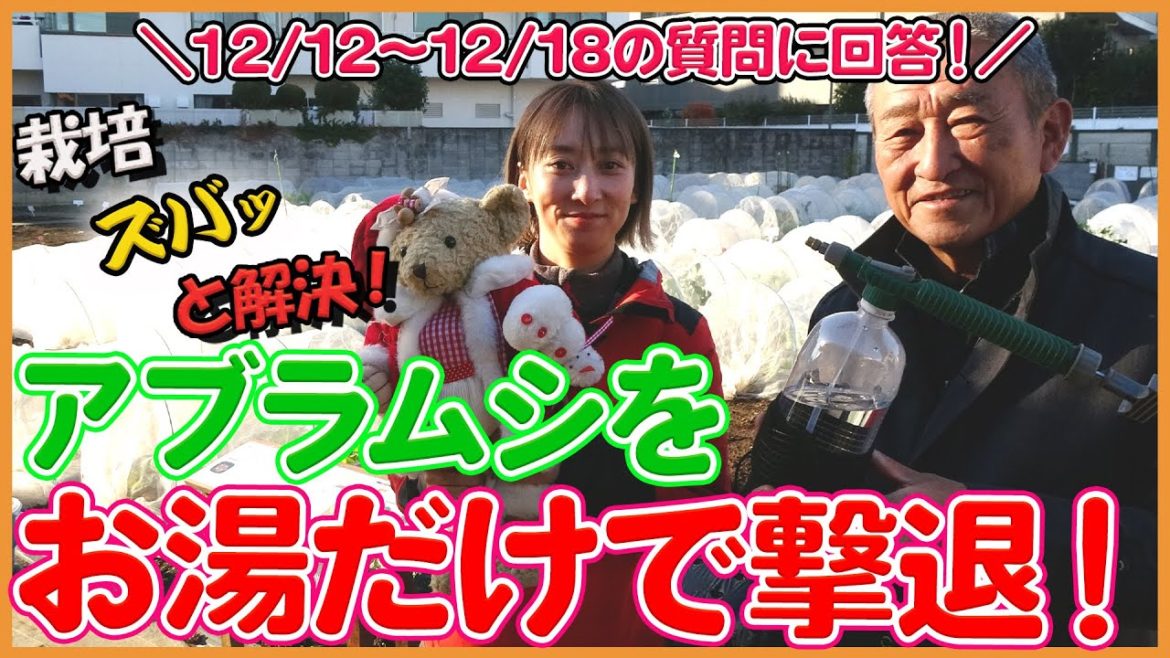 家庭菜園や農園の冬野菜栽培でアブラムシをお湯だけで撃退!12/12-18の栽培質問にもズバっと回答!【農家直伝】/Answer questions about winter vegetables. 家庭菜園や農園の冬野菜栽培でアブラムシをお湯だけで撃退!12/12-18の栽培質問にもズバっと回答!【農家直伝】/Answer questions about winter vegetables.