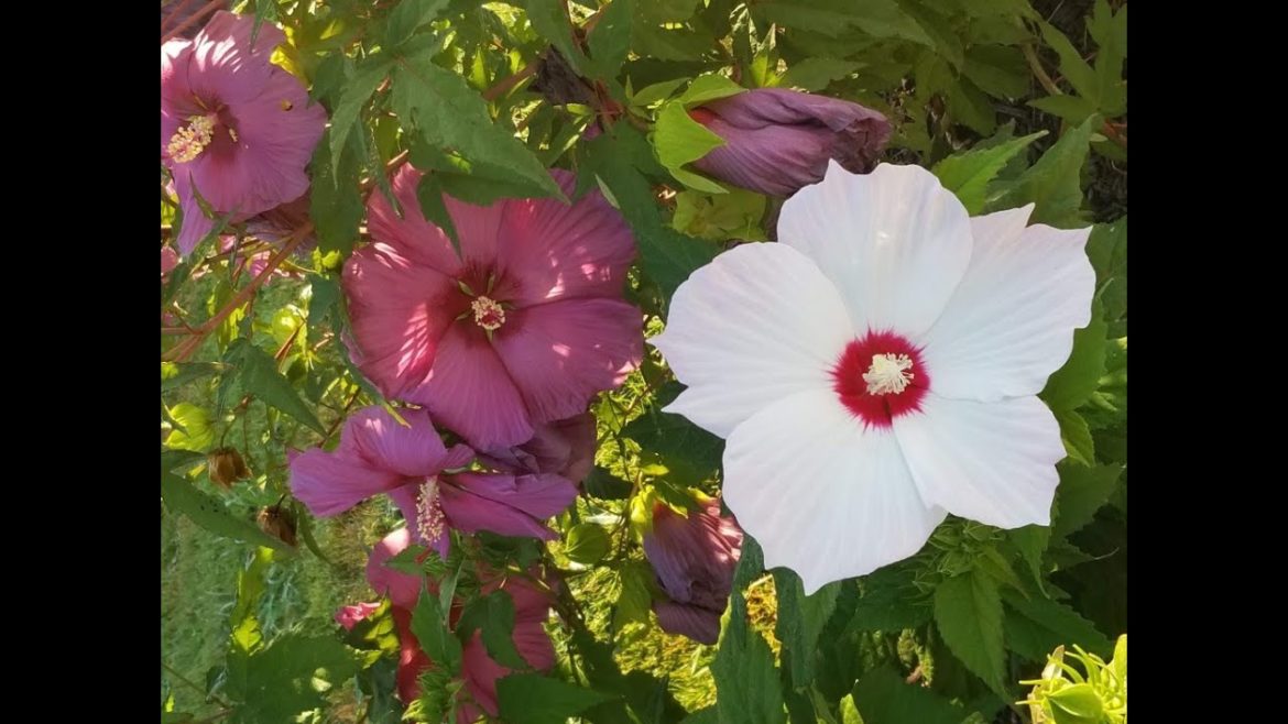 Hardy Hibiscus -Crape Myrtles & Beagles! Backyard Garden tour Hardy Hibiscus -Crape Myrtles & Beagles! Backyard Garden tour