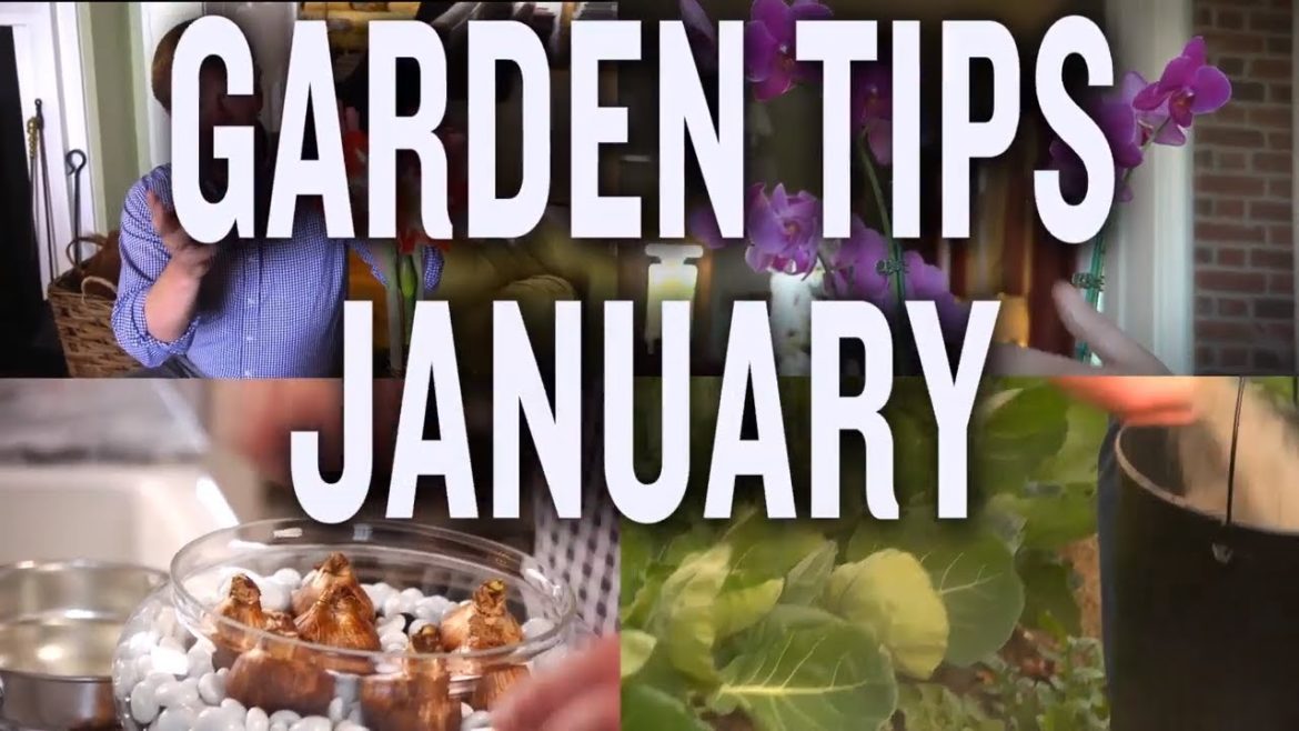 Winter Garden Tips and Projects: P. Allen Smith (January)