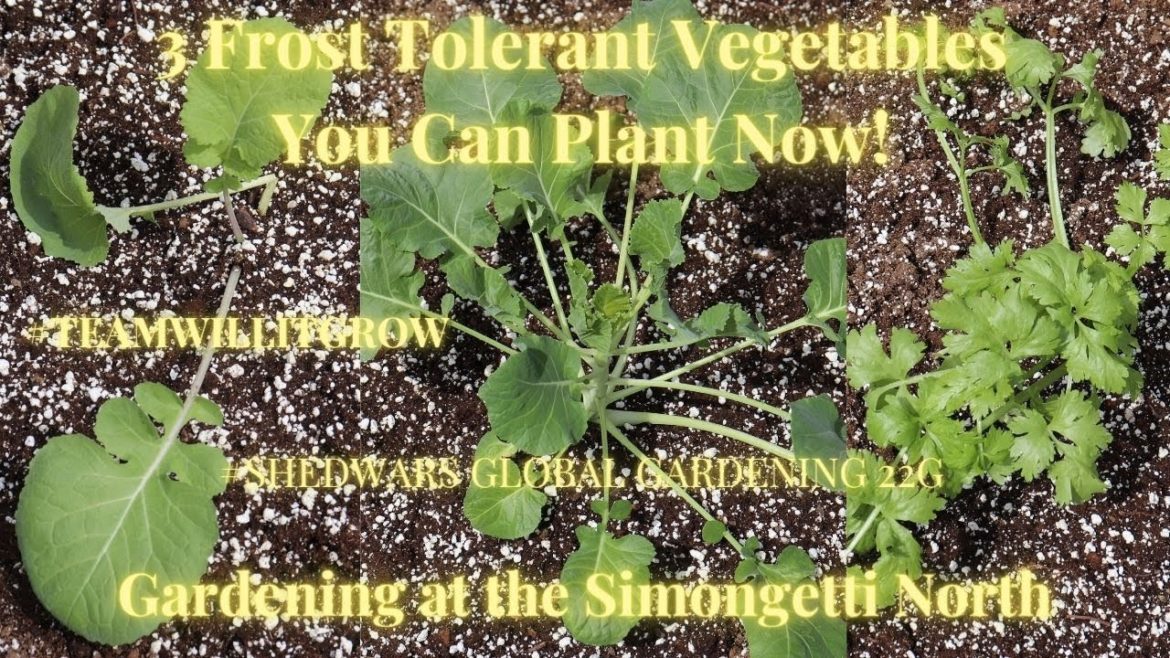 3 Frost Tolerant Garden Vegetables // SHEDWARS GLOBAL GARDENING 22G 3 Frost Tolerant Garden Vegetables // SHEDWARS GLOBAL GARDENING 22G