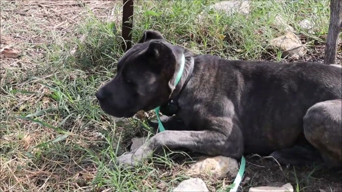 Preparing For A Mid October North Texas Cold Snap Much Earlier Than Expected - Zone 8a - DFW Texas