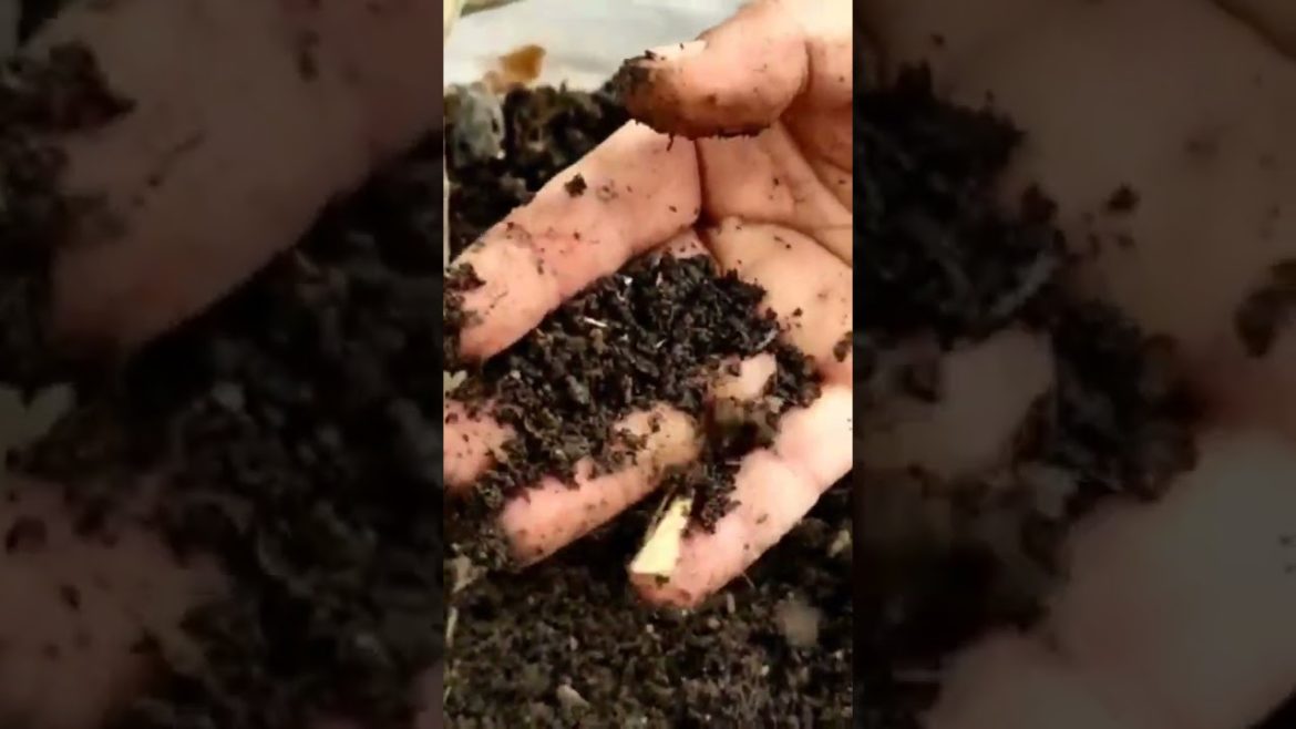 how to use cow dung compost in plants.#cowdung #compost #gardening #gardeningtips #naturein3rdfloor