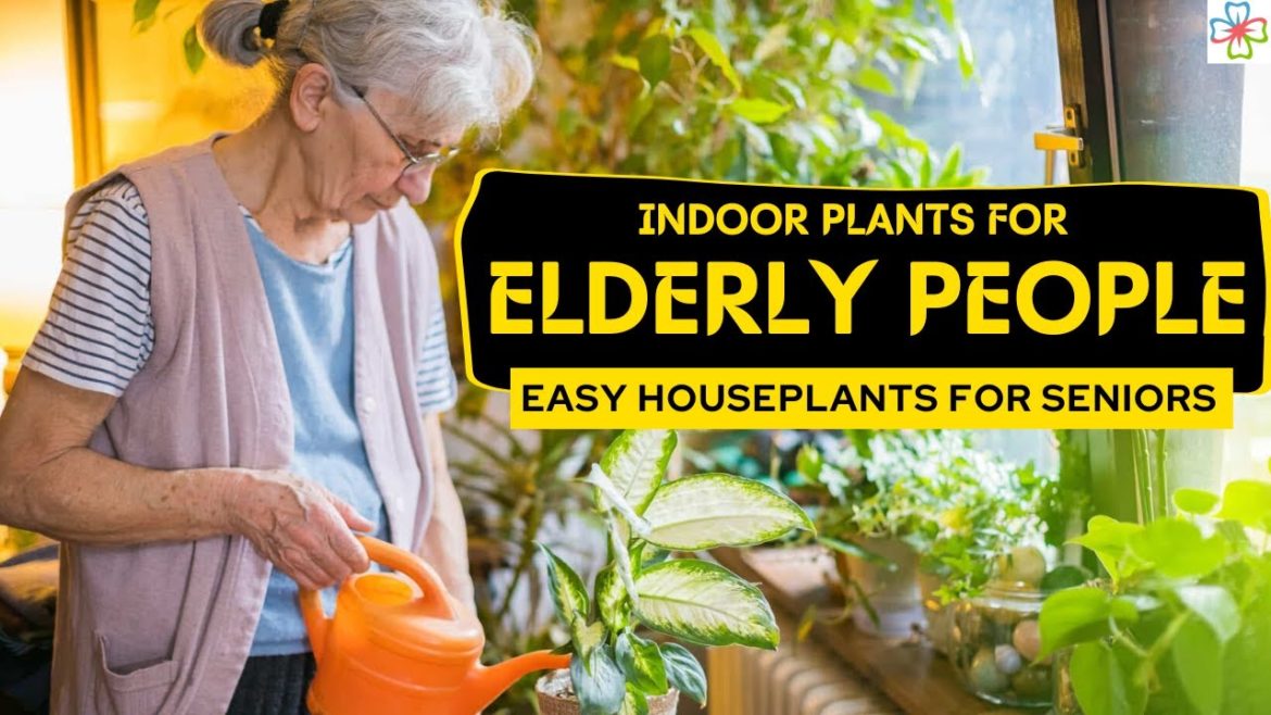 11 Easy Houseplants for Seniors | Indoor Plants for Elderly People