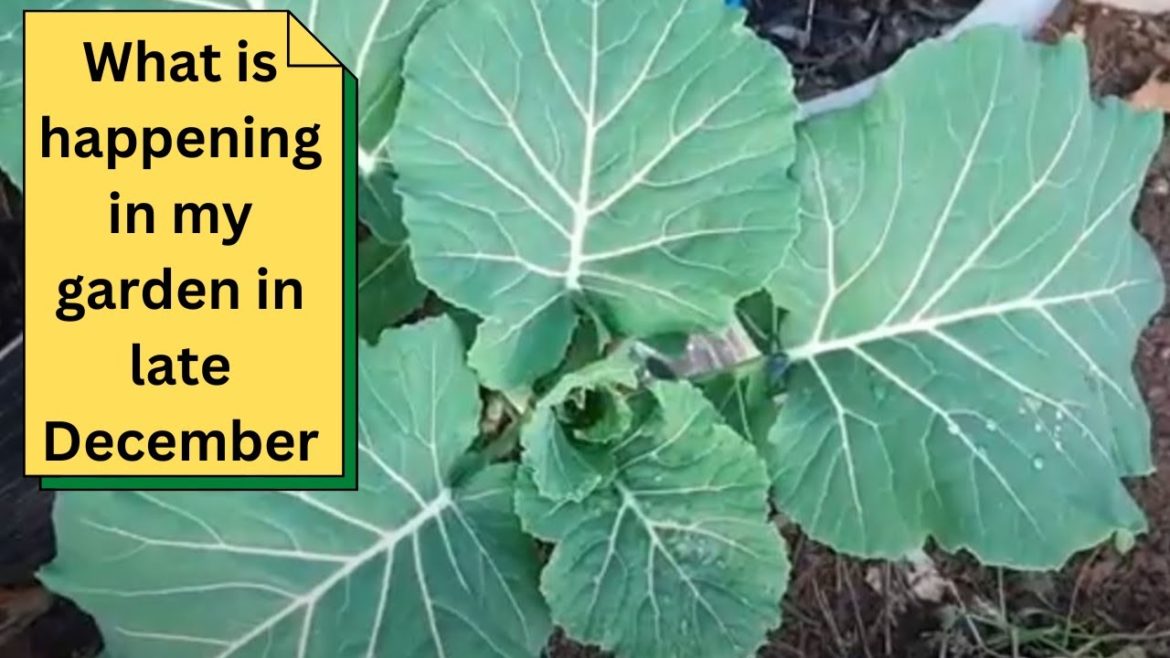 What is happening in my garden in late December