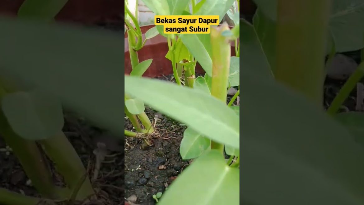 Sangat Subur Sekali Tips Menanam Sayur #gardening #satisfying #agri #agriculture #pertanianindonesia