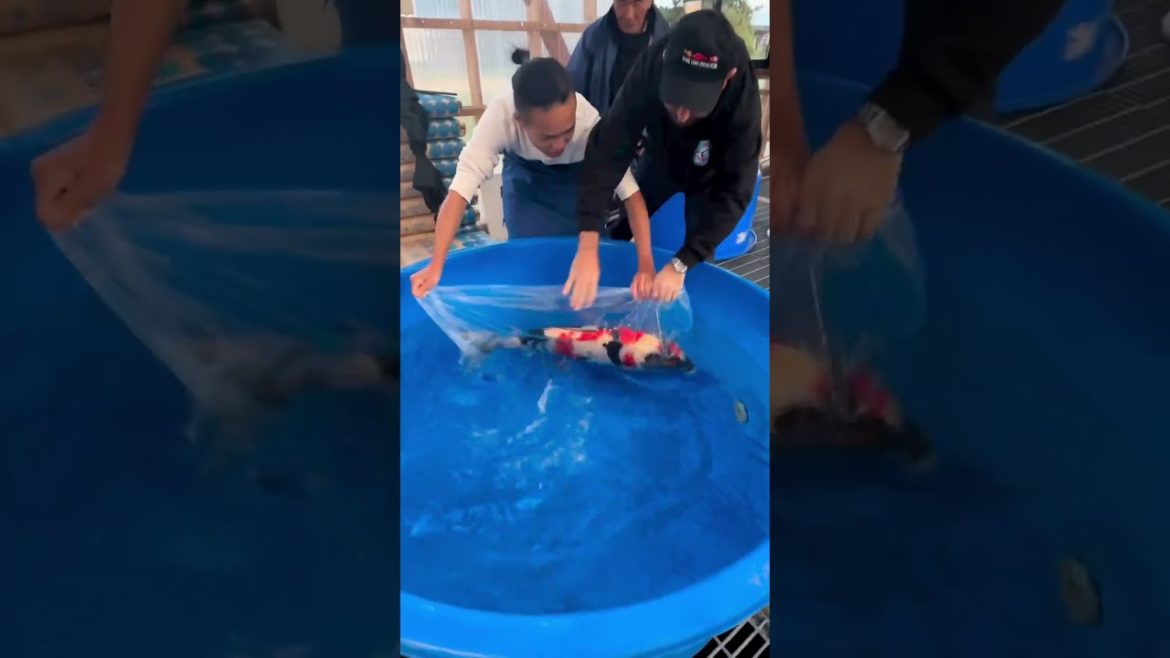 The nicest Showa in Japan coming back to USA 🇺🇸💯