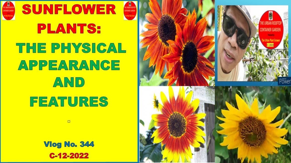 Sunflower Plants: The Physical Appearance and Features | What is inside the flower itself?