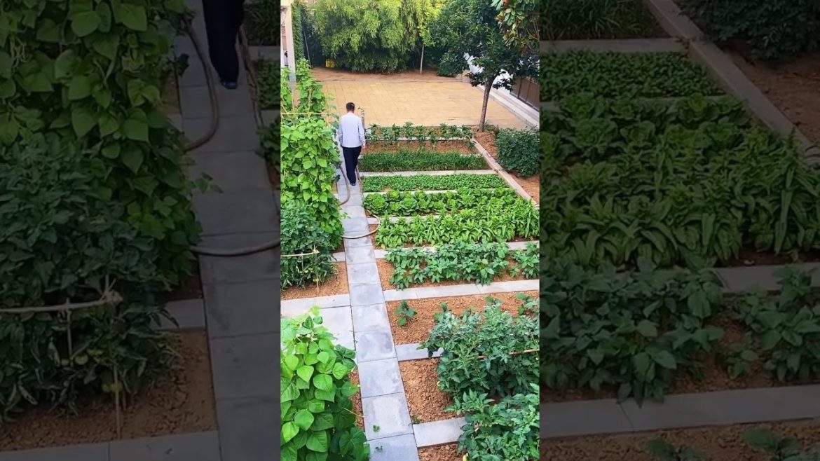 how to growth vegetable #natural