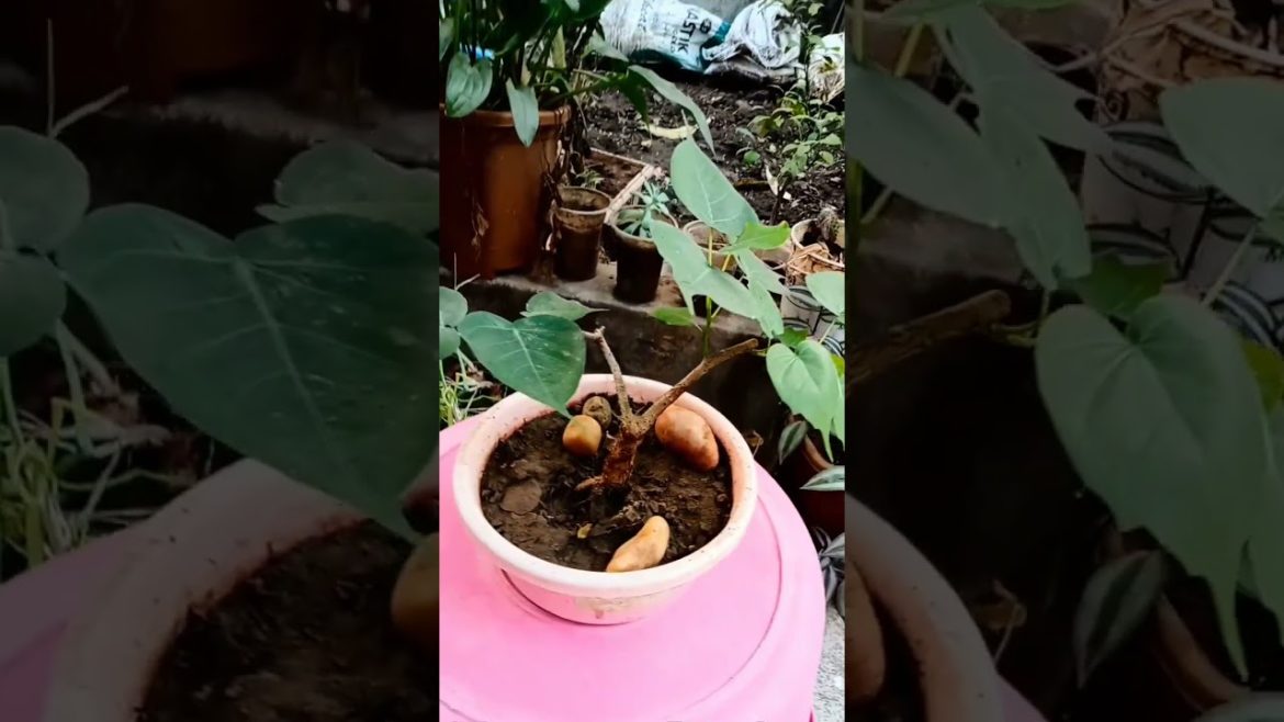 my new bonsai plant #shorts my new bonsai plant #shorts