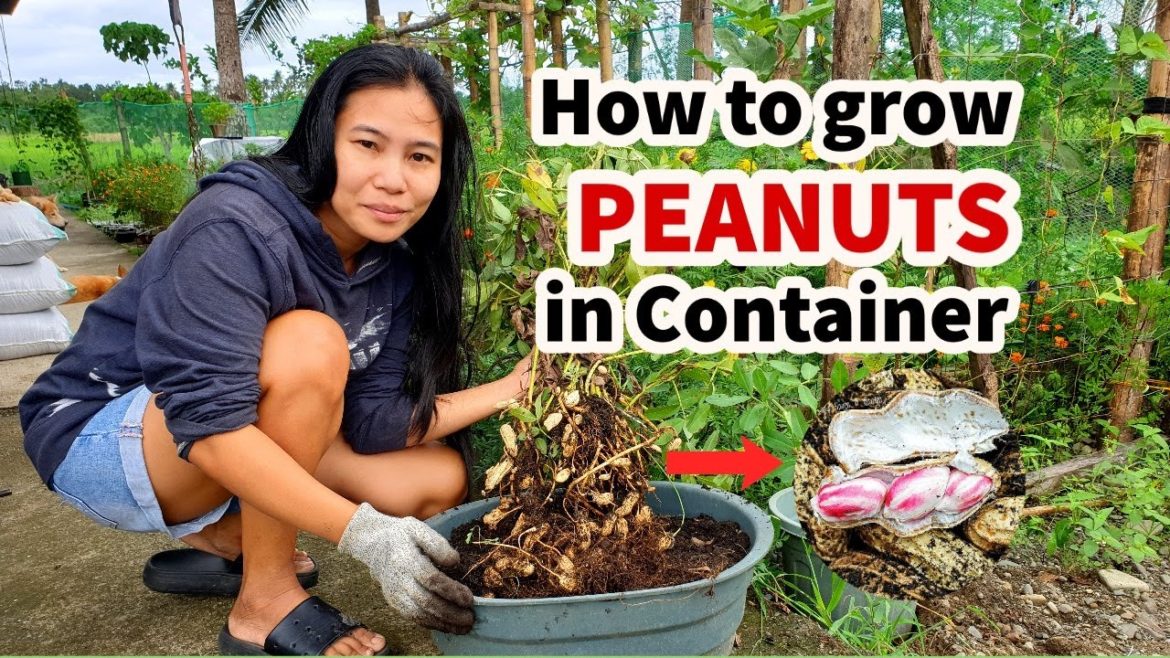 How to Grow Lots of Peanuts at Home | Paano Magtanim ng Mani sa Container Step by Step Guide How to Grow Lots of Peanuts at Home | Paano Magtanim ng Mani sa Container Step by Step Guide