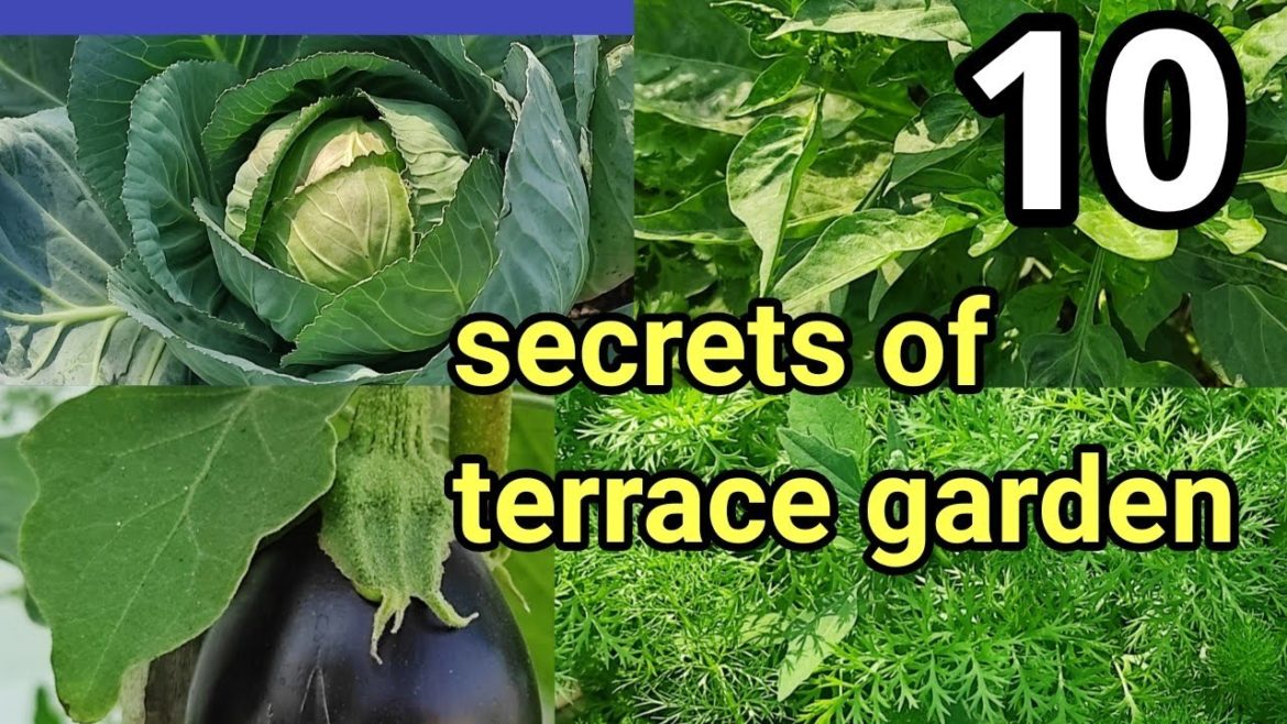 10 सीक्रेट छत पर बागबानी के।secrets of terrace garden.