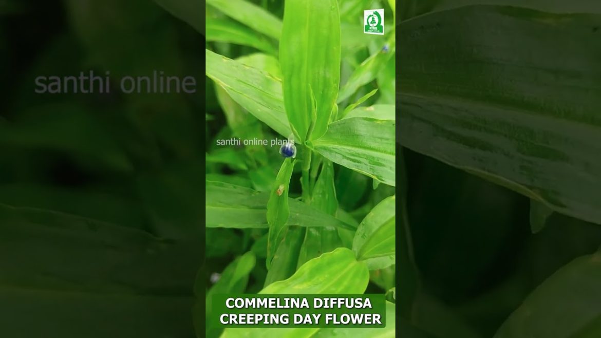 🌱creeping day flower🌸#shorts #plants #garden #trending #beautiful #flower #india #viral 🌱creeping day flower🌸#shorts #plants #garden #trending #beautiful #flower #india #viral