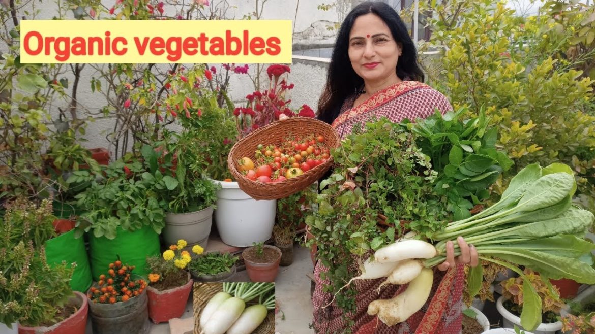 Harvesting from terrace garden | Garden tips | Rashmi's World – Create to Decorate Harvesting from terrace garden | Garden tips | Rashmi's World - Create to Decorate