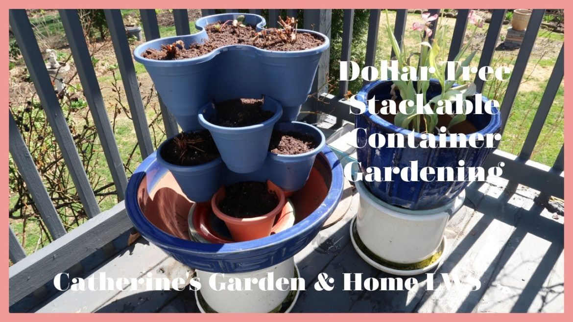 Container Gardening| Repotting my Strawberries in Dollar Tree Stackable Pots Container Gardening| Repotting my Strawberries in Dollar Tree Stackable Pots