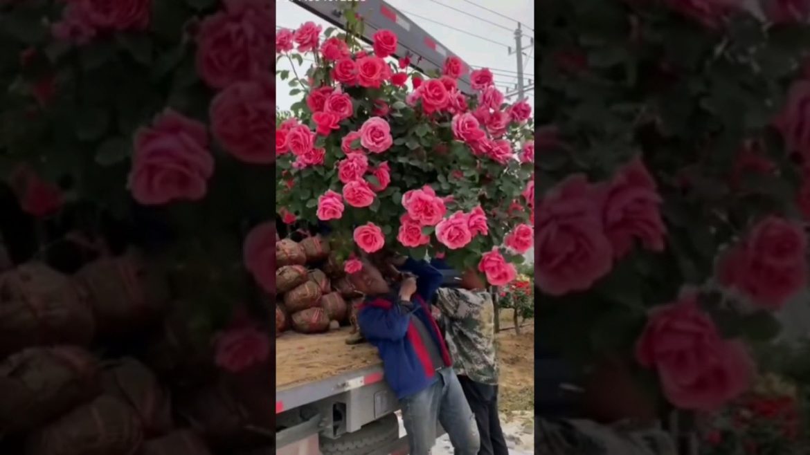 love this/Amazing tree rose flower garden#shorts #gardening #roses #tips#hacks#lifestyle/rose love this/Amazing tree rose flower garden#shorts #gardening #roses #tips#hacks#lifestyle/rose