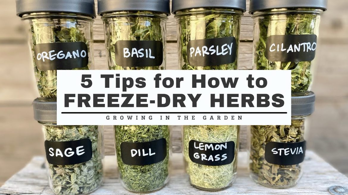 5 Tips for How to FREEZE DRY HERBS 5 Tips for How to FREEZE DRY HERBS