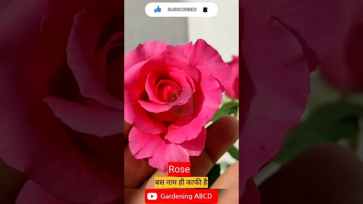 Rose plant #gardening #organic #plants #flower #soil #fertilizer #grow #tips and care @GardeningABCD Rose plant #gardening #organic #plants #flower #soil #fertilizer #grow #tips and care @GardeningABCD