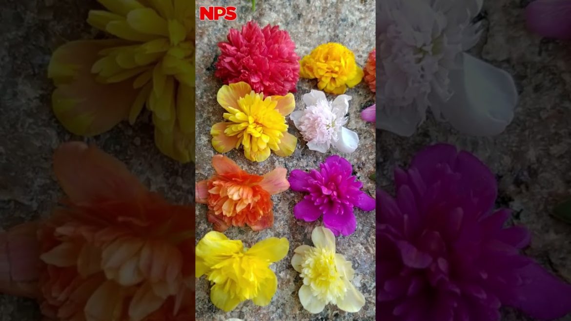 Cindrella 20 Colors Online Sale -  Whatsapp : 8248414402 - Portulaca - Table Rose - Pathumani Sales