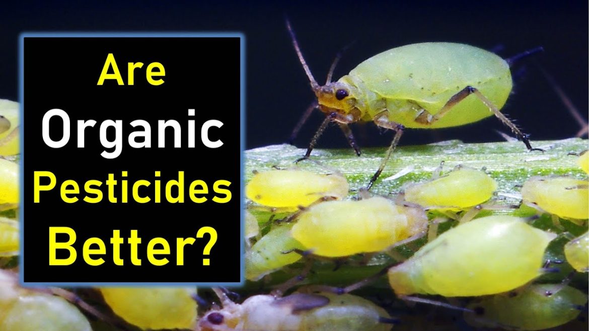 Compare NEEM, Insecticidal Soap and Imidacloprid for aphids Compare NEEM, Insecticidal Soap and Imidacloprid for aphids