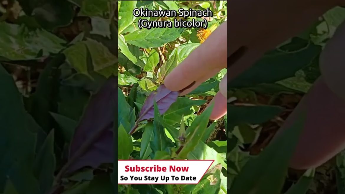 #shorts Add These Plants To Your Edible Landscaping #shorts Add These Plants To Your Edible Landscaping