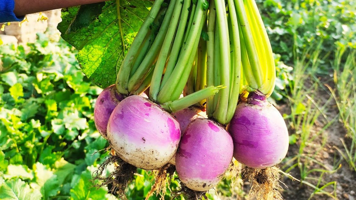 How To Grow Turnip In Raise Bed||Organic Cultivation of Turnip