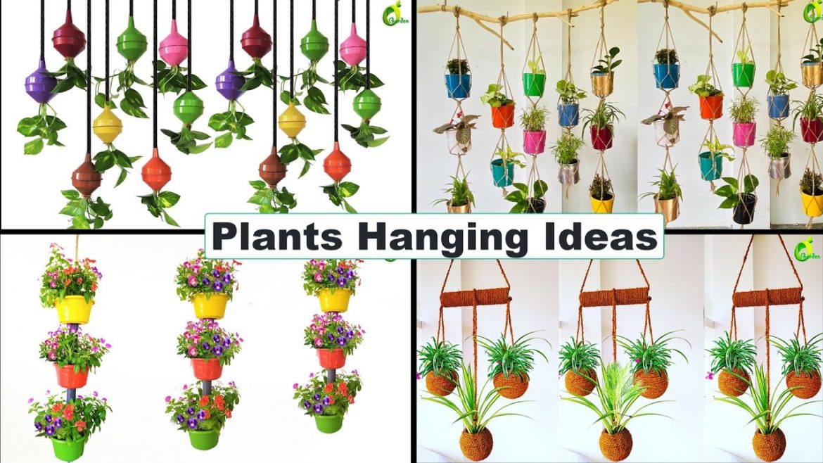 4 Ideas For Hanging Plants/Creative Ideas Hanging Plants/Hanging Plant Ideas For Home/ORGANIC GARDEN 4 Ideas For Hanging Plants/Creative Ideas Hanging Plants/Hanging Plant Ideas For Home/ORGANIC GARDEN