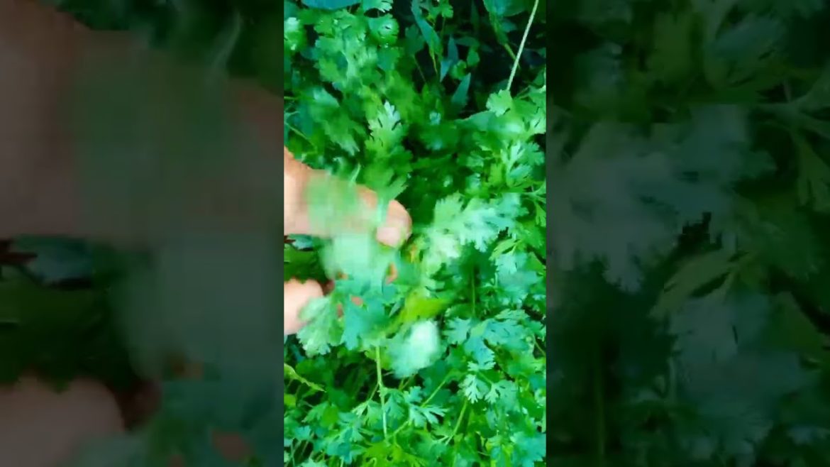 coriander plant in my kitchen garden #shorts coriander plant in my kitchen garden #shorts
