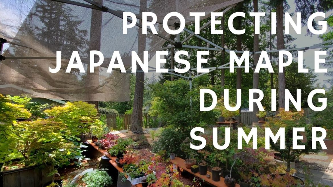 Use Shading Cloth to Protect Your Japanese Maple Trees During Summer