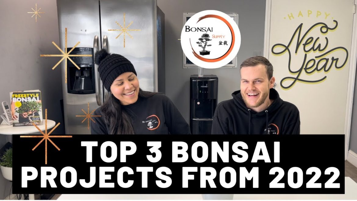 Top 3 Bonsai projects from 2022 - Vision for 2023 | The Bonsai Supply