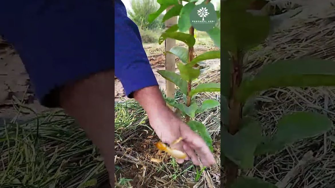 Use Termites for farming | Panchkul Agri | Vikram Bakshi Use Termites for farming | Panchkul Agri | Vikram Bakshi