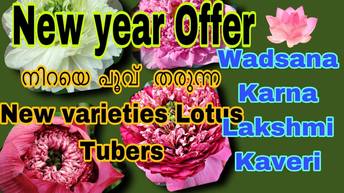 Lotus tuber for sale / wadsana,kaveri,Lakshmi, lotus tuber sale in low cost Lotus tuber for sale / wadsana,kaveri,Lakshmi, lotus tuber sale in low cost