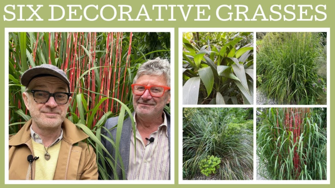 Six fabulous decorative grasses for the garden…plus one that isn't a grass! Six fabulous decorative grasses for the garden...plus one that isn't a grass!