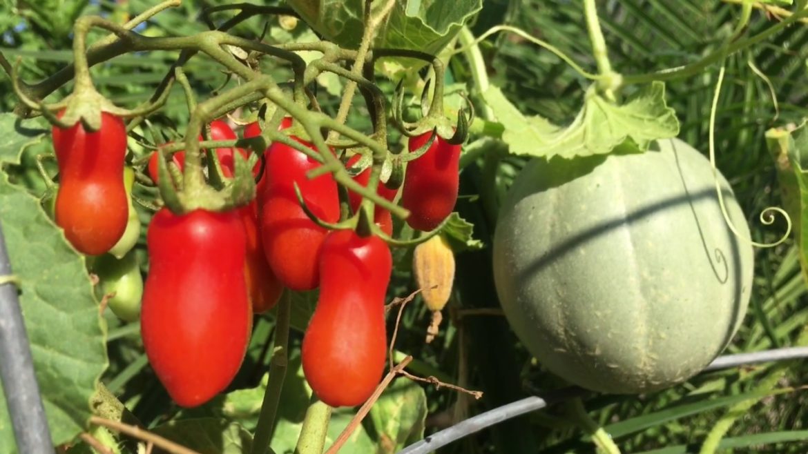 Buhay Amerika - My Small Backyard Garden here in California