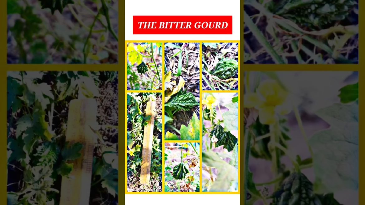 #shorts#gardening tips & techniques at home#garden ideas care & grow bitter gourd at home