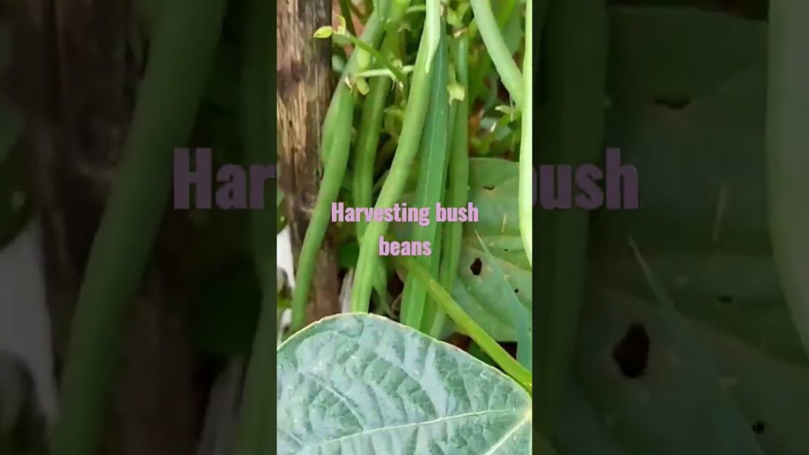 Tips to Harvesting Bush Beans @zikhanyilentshobane1 #shorts