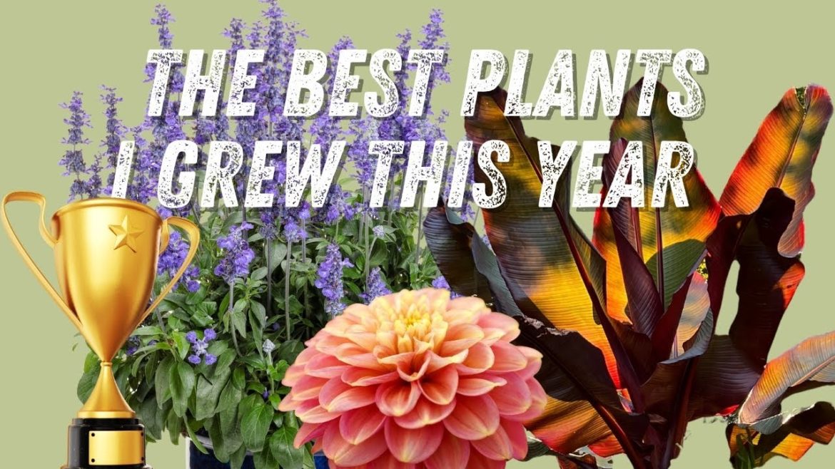 The best plants I grew in 2022 🌿🏆 The best plants I grew in 2022 🌿🏆