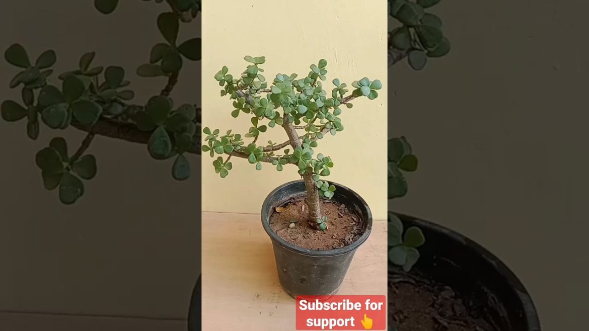 Jade plant tips and tricks for making Bonsai plant ☘️#shorts #plants #jade #bonsai #nature #garden