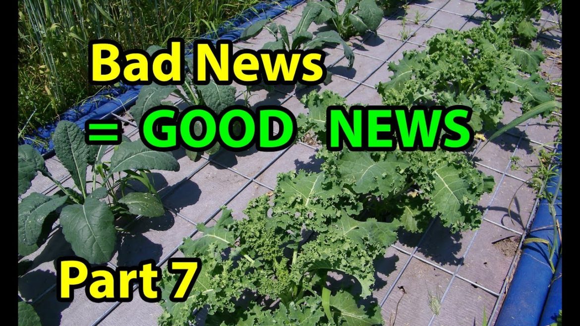 True NO TILL Organic Vegetable Gardening with mulch for beginners 101.  Pt 7